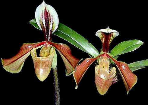 Paphiopedilum villosum